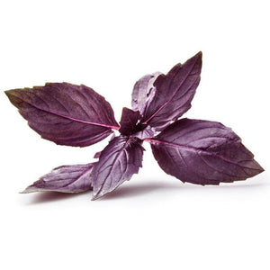 Basil, Purple Haze Opal Seed Packets
