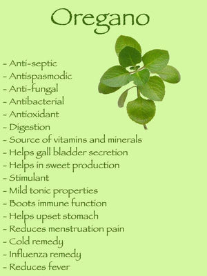 Organic Oil of Oregano Liquid Drops
