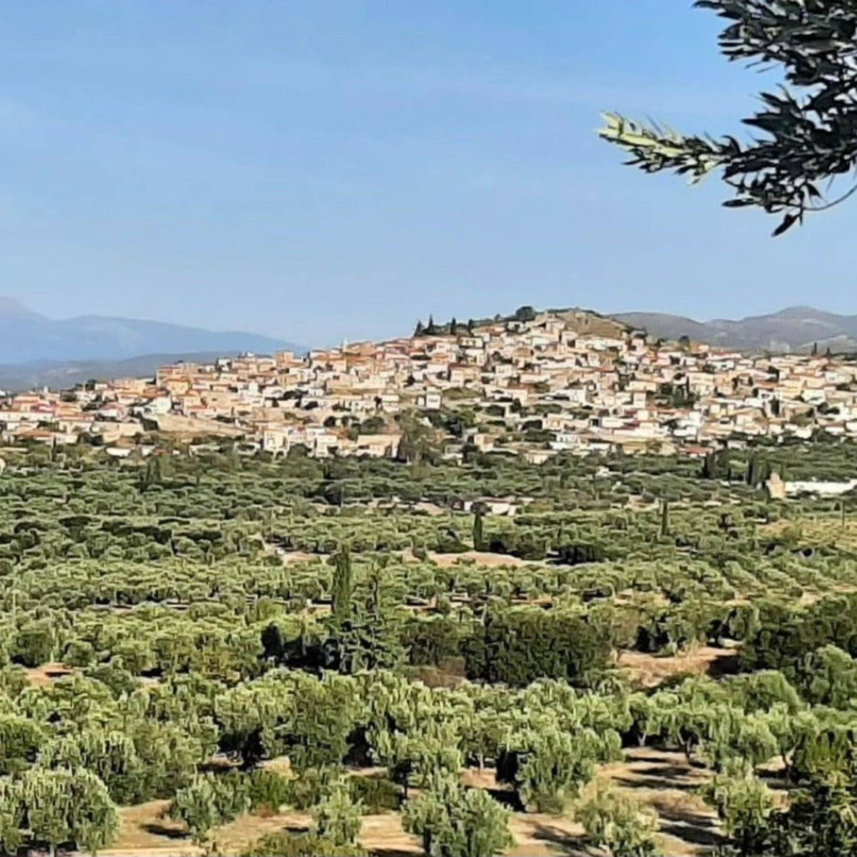 Single-Estate Koroneiki Extra Virgin Olive Oil – 250ml