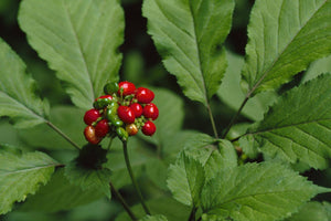 American Ginseng Herbal Tincture