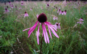 Echinacea Tea