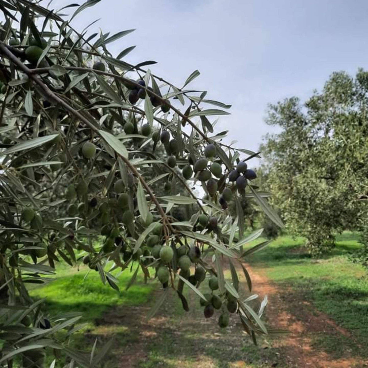 Single-Estate Koroneiki Extra Virgin Olive Oil – 250ml