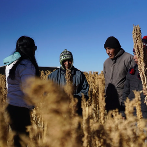 SIMPLi Regenerative Organic Certified® White Quinoa